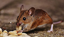 24 Hour & Emergency Exterminators in Balch, AR
